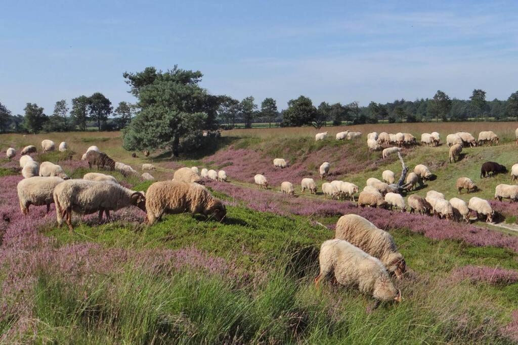 Bakkeveen 4-6 Persoons Vakantiewoning Met Eigen Tuinヴィラ エクステリア 写真